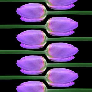 Tulpen online III von Klaartje Majoor