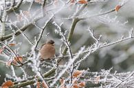 Vinkje in winters landschap van Simone Meijer thumbnail
