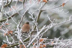 Vinkje in winters landschap