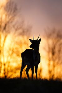 Fallow deer @ sunset van Pim Leijen