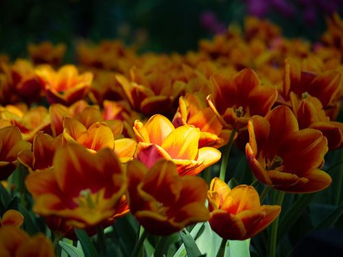 perfect sunbeams on the flower