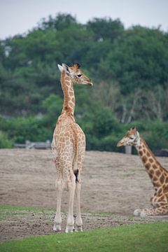 baby giraf