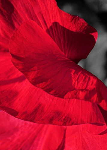 Dancing Poppies | Picture