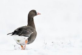 Greater White-fronted Goose ( Anser albifrons ), single bird in winter, in snow, walking away, looks by wunderbare Erde