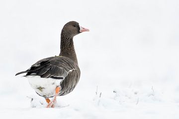 Greater White-fronted Goose ( Anser albifrons ), single bird in winter, in snow, walking away, looks van wunderbare Erde