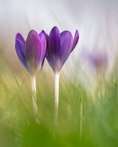 Krokusse