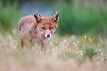 red fox cub by Pim Leijen