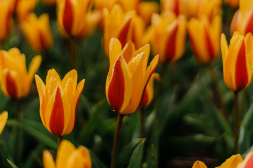 Tulip by Myrthe Vlasveld