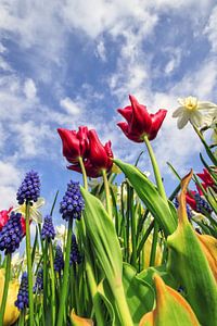 Frühling - Viva La Vida