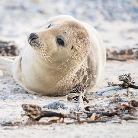 Baby zeehondje So Cute.... van Maja Mars