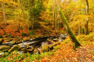 Herfstbeek met boomstronk