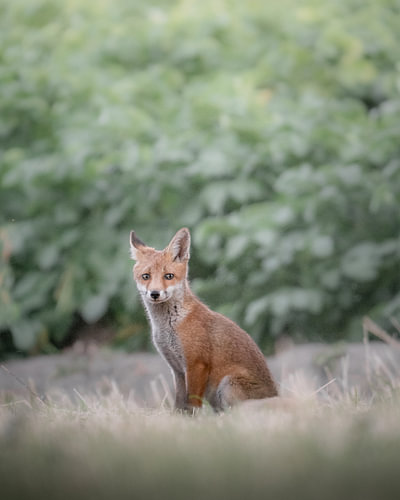 Portrait of a young fox