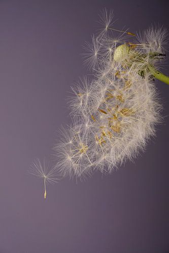Blaasbloem
