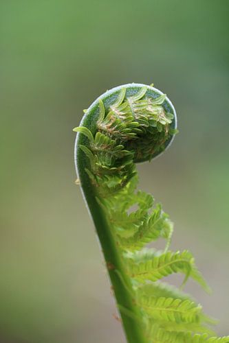 langzaam wakker worden
