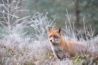 Vos op de heide in de rijp.