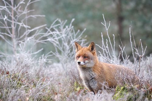Renard des landes à maturité.