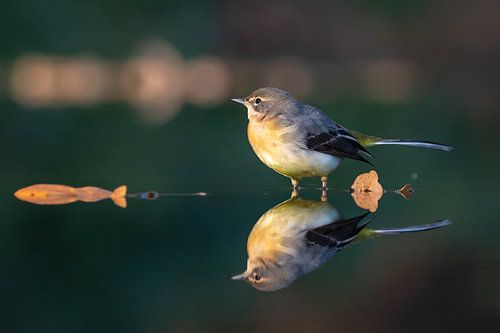 Bergeronnette printanière