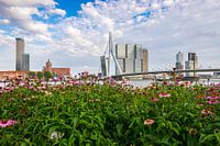 Summer in the city