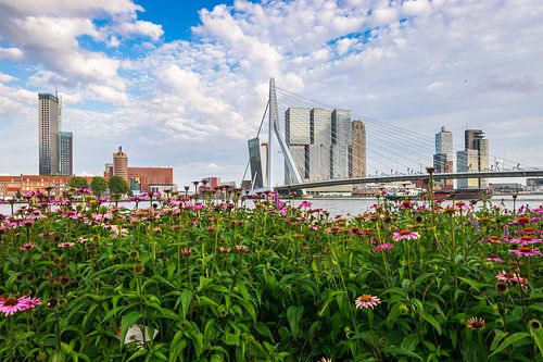 Summer in the city