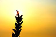 Fragiel bloemetje in de ondergaande zon van Ernst van Voorst thumbnail