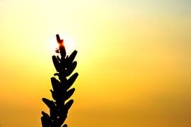 Fragile flower in the spotlight by Ernst van Voorst