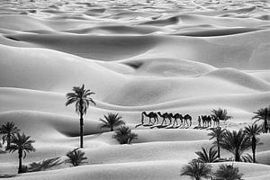 Sahara-Wüste. Beduinen mit Kamelen. Sanddünen und Palmen.