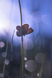 Butterfly floating in the light
