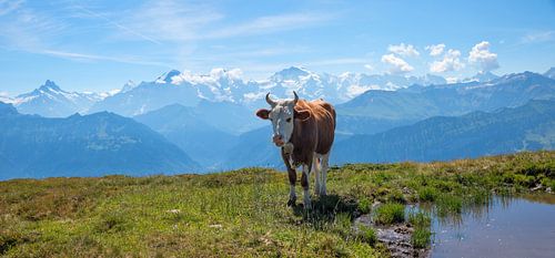 loeiende koe op bergweide Niederhorn, zwitserse alpen