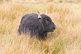 Zwarte schotse Hooglander van Merijn Loch