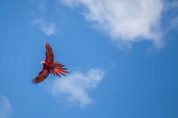 Geelvleugelara in vlucht, Suriname van Marcel Bakker