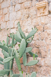 Mediterranean cactus against a wall by Amy Hengst Fine Art Travel Prints