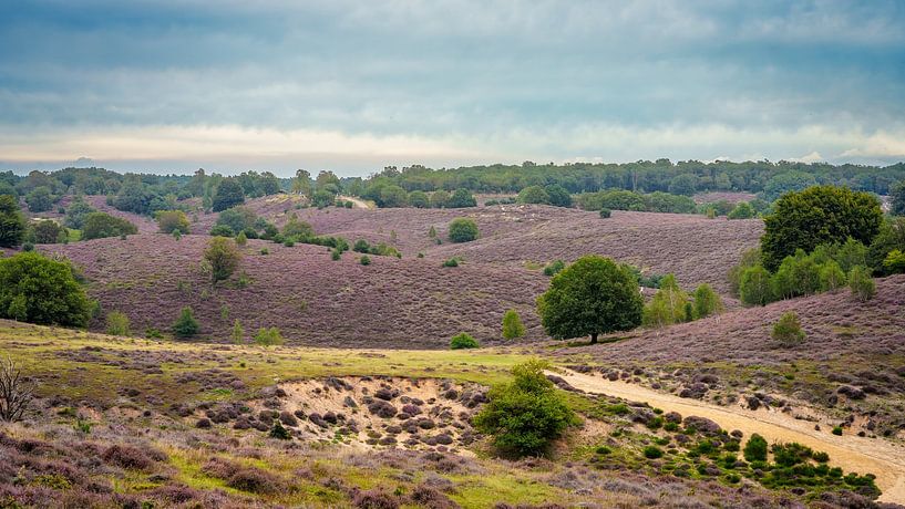 Heather on the Posbank by Piedro de Pascale