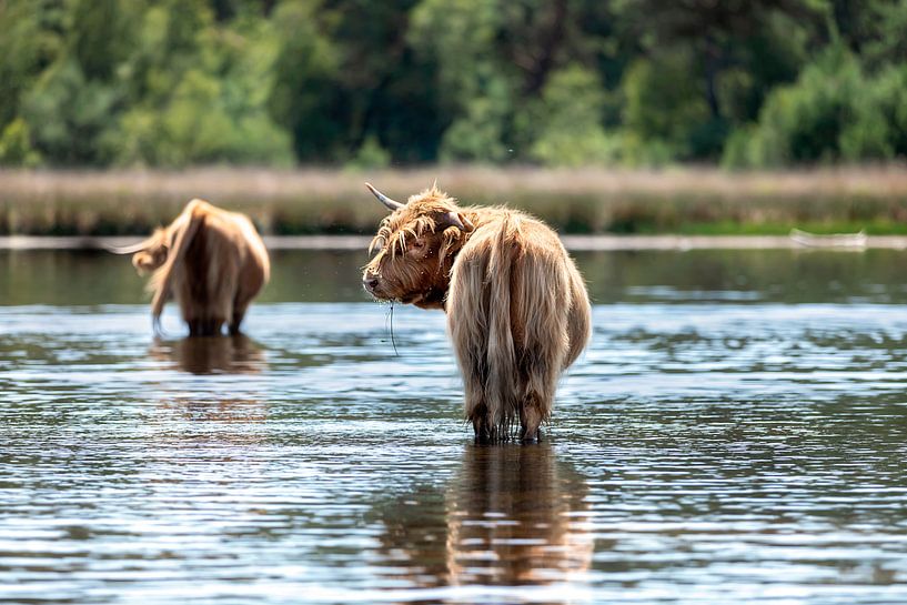 Schotse Hooglanders in het water van gea strucks