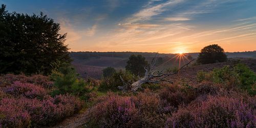 A new day on the purple heather