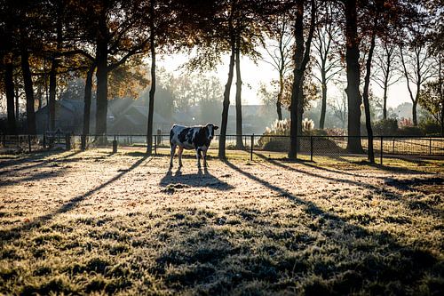 Kuh in der Sonne von Yvette Smink
