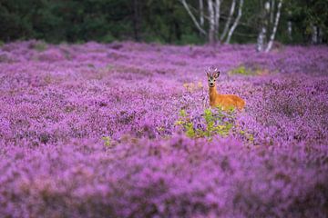 Roebuck in bloeiende heide