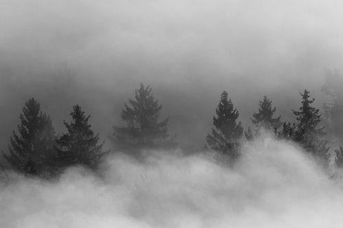 Mystical cloud forest in black and white