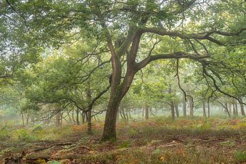 Oak tree in fog at the beginning of autumn by Dennis Mulder