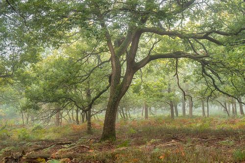 Eikenboom in mist bij begin van de herfst