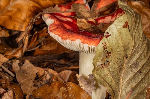 Parmi les gloires du passé sur Helga Blanke
