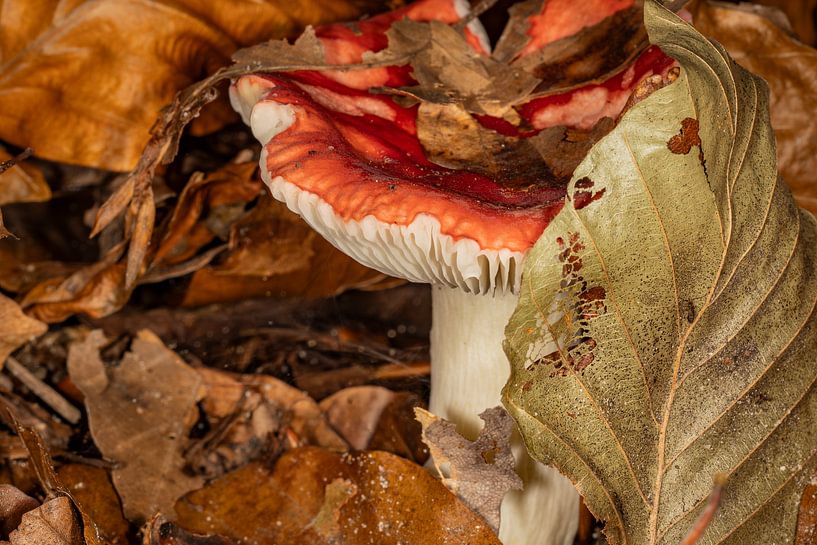 Tussen de vergane glorie van Helga Blanke