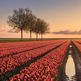 Tulpen im Johannes-Kerkhovenpolder in der Provinz Groningen von Marga Vroom