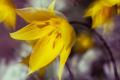 Des tulipes sauvages sous le soleil printanier