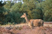 Edelhert hinde Nationaal Park De Hoge Veluwe