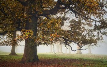 Mijn beste vriend Oaky