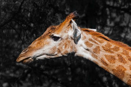 Head of a giraffe on a background dark cute animal
