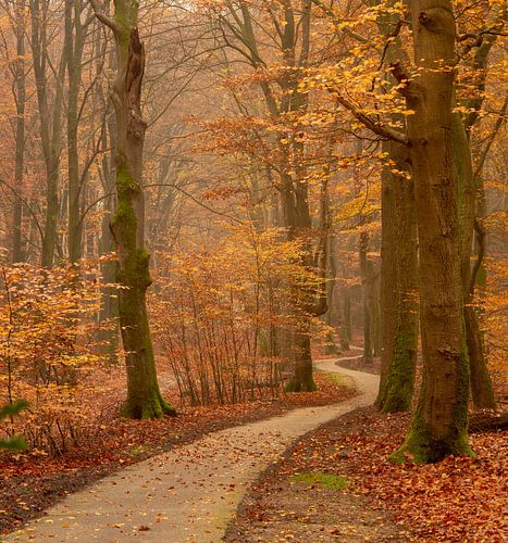 Herfstkleuren in het bos