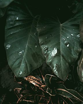 Les plantes de la jungle de près | Colombie sur Felix Van Leusden