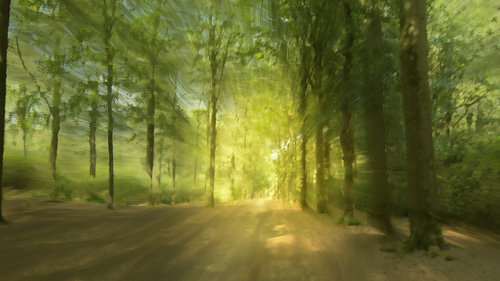Sunlight filtering through the trees by Lucia Leemans