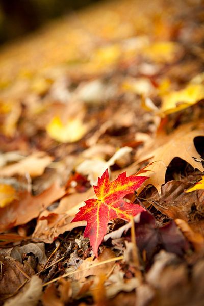 Farbige Ahornblätter auf einem Waldweg im Herbst von Marcel Bakker